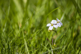 Stock Image: beautiful little cuckoo flower on a meadow