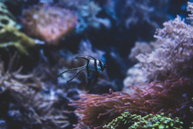 Stock Image: Banggai cardinalfish (Pterapogon kauderni) beautiful little fish