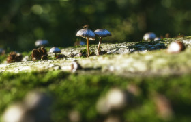 Stock Image: beautiful mushrooms greenish