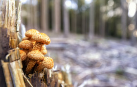 Stock Image: beautiful mushrooms in the forest
