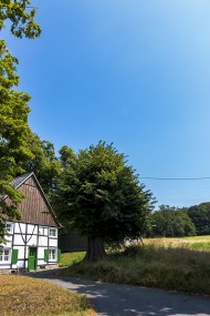 Stock Image: beautiful old tree in front of a farm