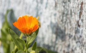 Stock Image: beautiful orange daisies