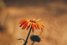 Stock Image: beautiful orange daisy flower and nice bokeh