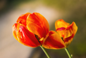 Stock Image: Beautiful orange tulips in the garden, sort Orange Lion. Bulbous plants in the garden.