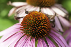 Stock Image: beautiful pink echinaceas flower macro