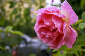 Stock Image: Beautiful pink rose