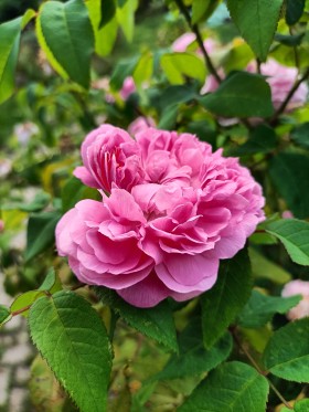 Stock Image: Beautiful Pink Rose