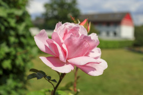 Stock Image: Beautiful pink rose in a garden