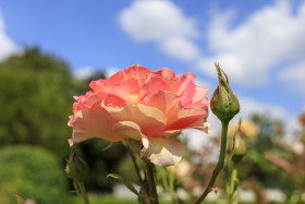 Stock Image: Beautiful pink rose in a garden
