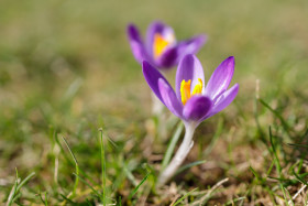 Stock Image: Beautiful Purple Crocus Flower
