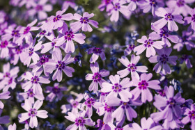 Stock Image: beautiful purple garden flowers