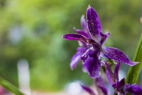 Stock Image: beautiful purple orchid flowers