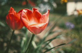 Stock Image: Beautiful Red blooming tulips in spring