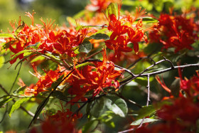 Stock Image: beautiful red flowering rhododendron - summertime