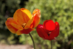 Stock Image: beautiful red orange tulip flower macro in april