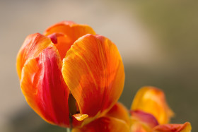 Stock Image: beautiful red orange tulip macro