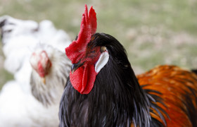 Stock Image: Beautiful rooster portrait