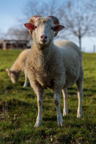 Stock Image: Beautiful Sheep