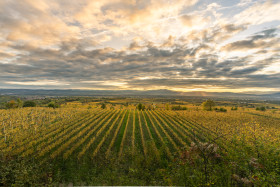 Stock Image: Beautiful sky over grapevines in Germany