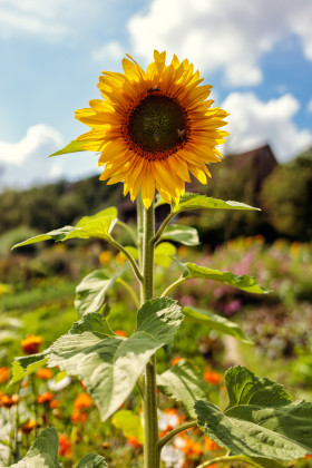 Stock Image: Beautiful Sunflower Vertical Photographs