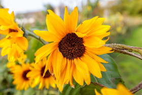 Stock Image: Beautiful sunflowers background