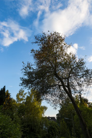 Stock Image: beautiful tree under blue sky
