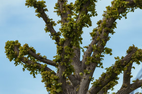 Stock Image: beautiful treetop
