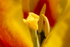 Stock Image: beautiful tulip flower nectar macro background