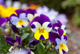 Stock Image: Beautiful Viola Flowers