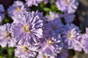 Stock Image: Beautiful violet aster flowers