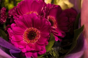 Stock Image: beautiful violet flowers