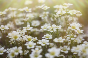 Stock Image: beautiful white garden flowers