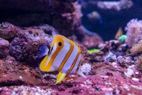 Stock Image: Beautiful yellow Copperband butterflyfish or Chelmon rostratus