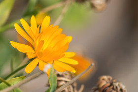 Stock Image: beautiful yellow daisies