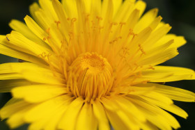 Stock Image: beautiful yellow dandelion flower macro - close-up