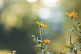 Stock Image: beautiful yellow flower