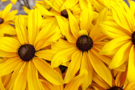Stock Image: Beautiful yellow rudbeckia flowers closeup