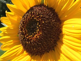 Stock Image: Beautiful Yellow Sunflower
