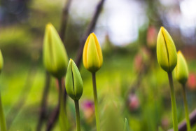 Stock Image: beautiful yellow tulips closed blossom