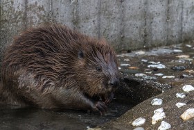 Stock Image: beaver