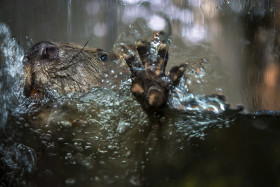 Stock Image: beaver in the water scratching on the glass