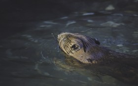 Stock Image: beaver is swimming