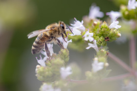 Stock Image: Bee at work