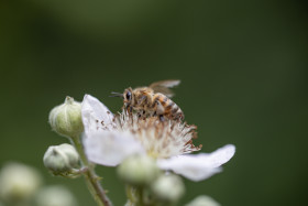 Stock Image: Bee collects nectar from a white flower