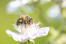 Stock Image: Bee collects nectar from flower