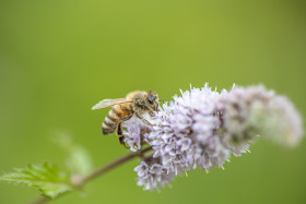 Stock Image: Bee on a blooming mint blossom
