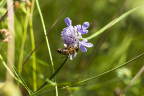 Stock Image: bee on a blue flower