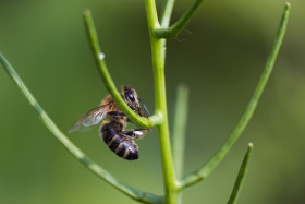 Stock Image: bee on a garlic bush
