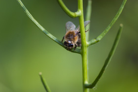 Stock Image: bee on a garlic bush
