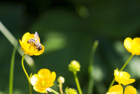 Stock Image: bee on a yellow buttercup